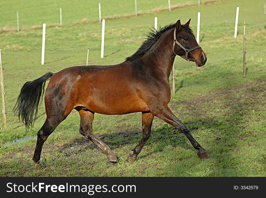 Horse On Green Field