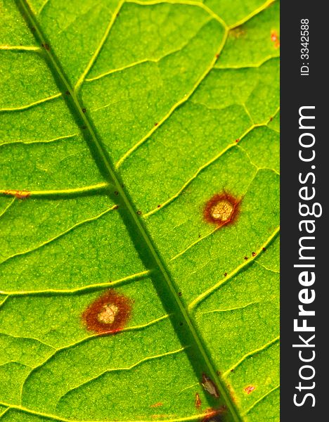 A close up photographic image the underside of a green leaf.