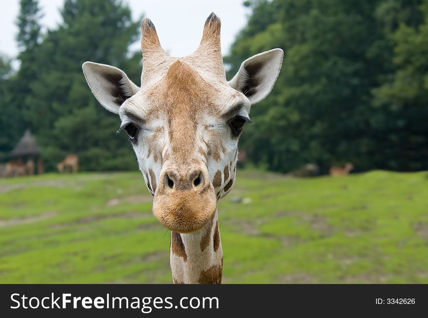 Funny looking giraffe
