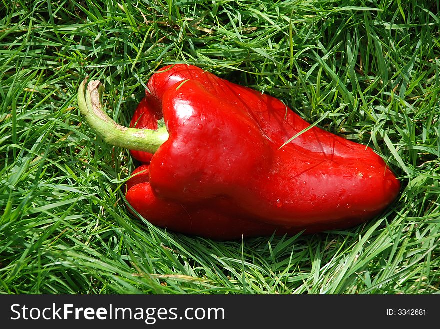 Red organic paprika on the grass. Red organic paprika on the grass