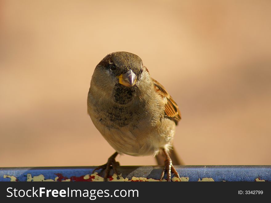 The sparrow sits on a pole