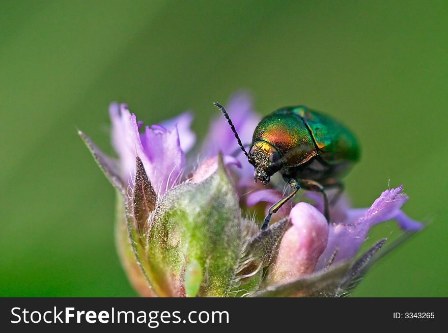 A shiny green beetle bug