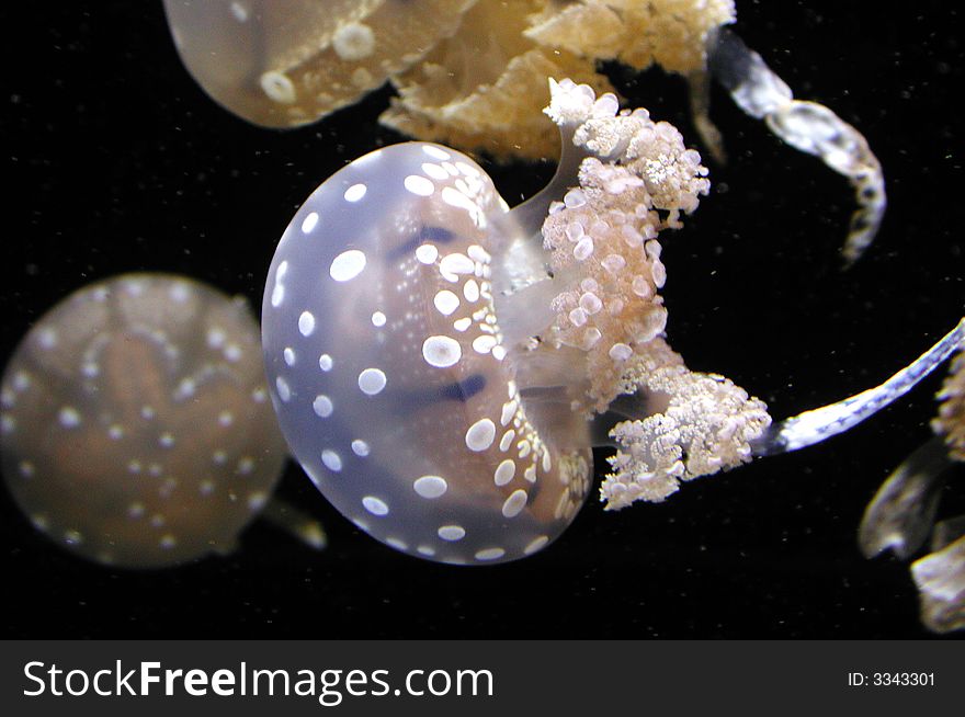 Jellyfish swimming in the oecan. The body of an adult is made up of 94–98% water, and the bell shape consists of a layer of epidermis, gastrodermis, and a thick layer called mesoglea. Jellyfish swimming in the oecan. The body of an adult is made up of 94–98% water, and the bell shape consists of a layer of epidermis, gastrodermis, and a thick layer called mesoglea.