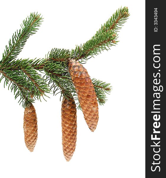 Isolated pine branch