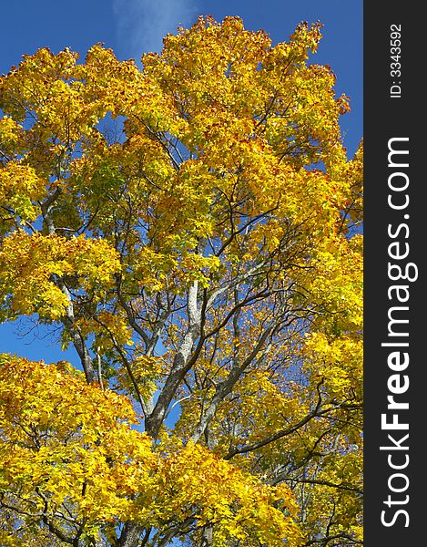 Maple with yellow leaves and the blue sky. Maple with yellow leaves and the blue sky