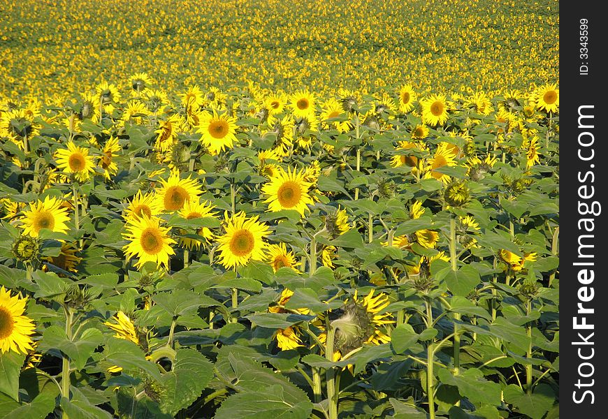 Sunflowers