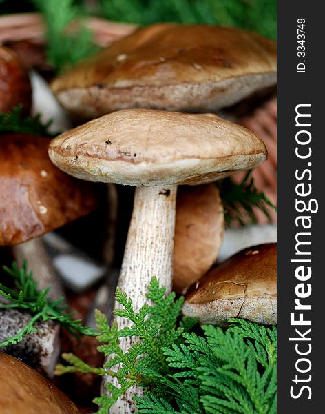 The forest mushrooms', basket a lot of mushrooms on grass