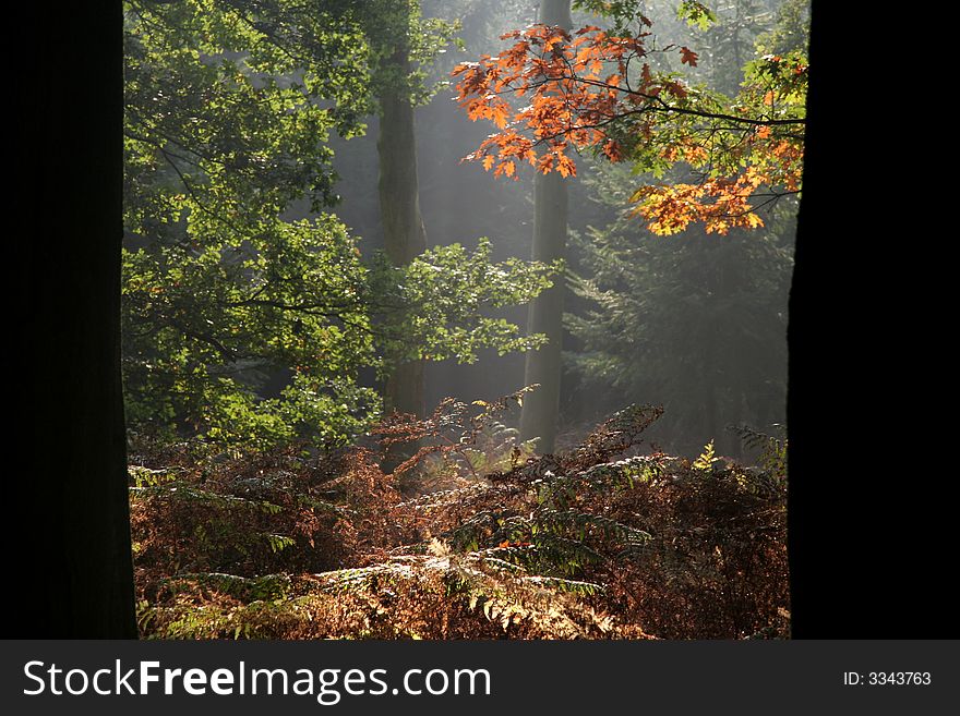 In the autumn when a little fog hangs in the forest the late afternoon sun shines through the leaves. In the autumn when a little fog hangs in the forest the late afternoon sun shines through the leaves.