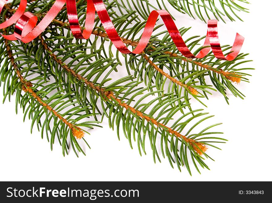 Isolated pine branch over white background