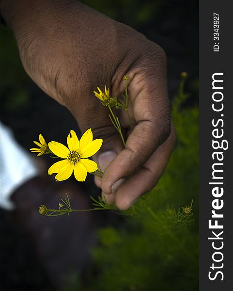 Hand holding yellow flower in a garden. Hand holding yellow flower in a garden