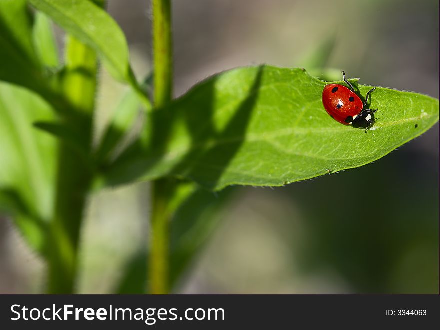 Lady-beetle on flower to the sunset