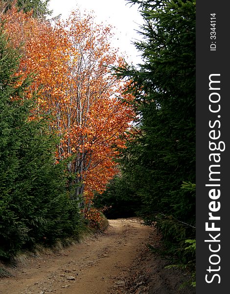 Lonely path among colorful trees. Lonely path among colorful trees