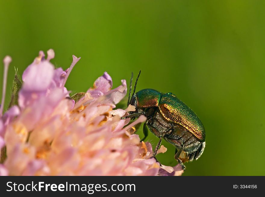 A shiny green beetle bug