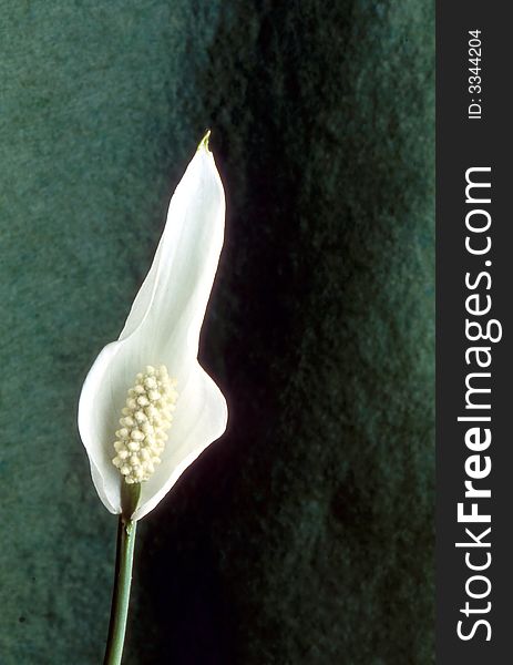 Single blossom of a Peace Lily .