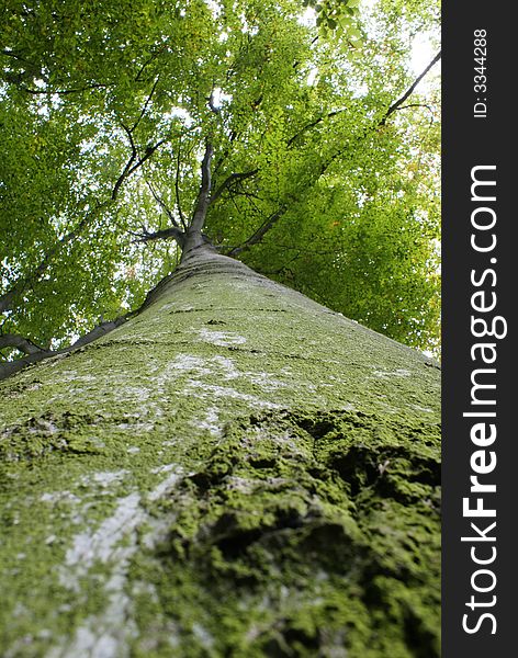 Trunk of a centenary tree