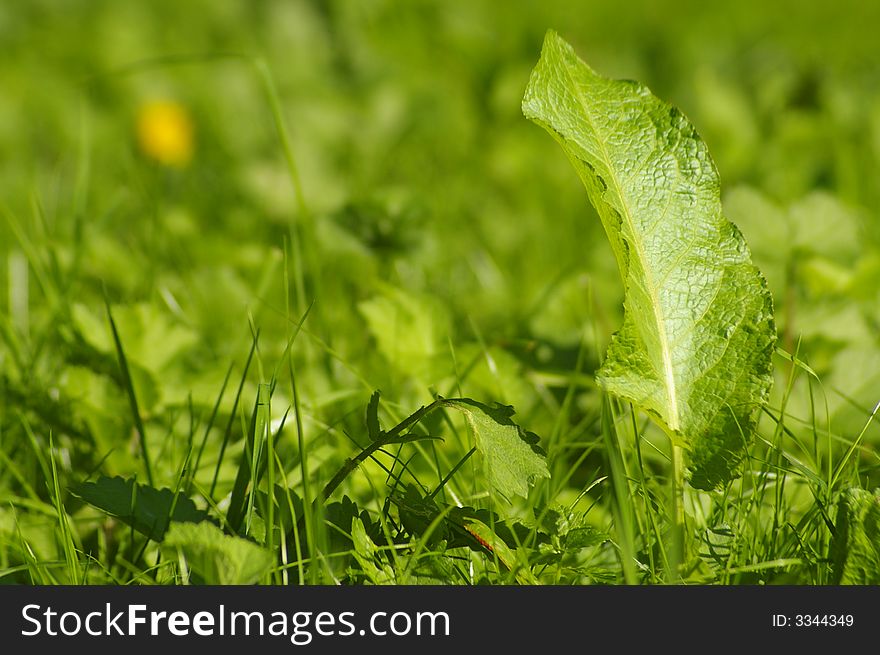 Foliage in bright and green blurry grass. Foliage in bright and green blurry grass