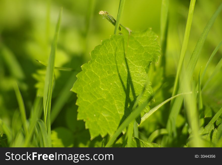 Texture of a green garden with a leaf lying down the ground