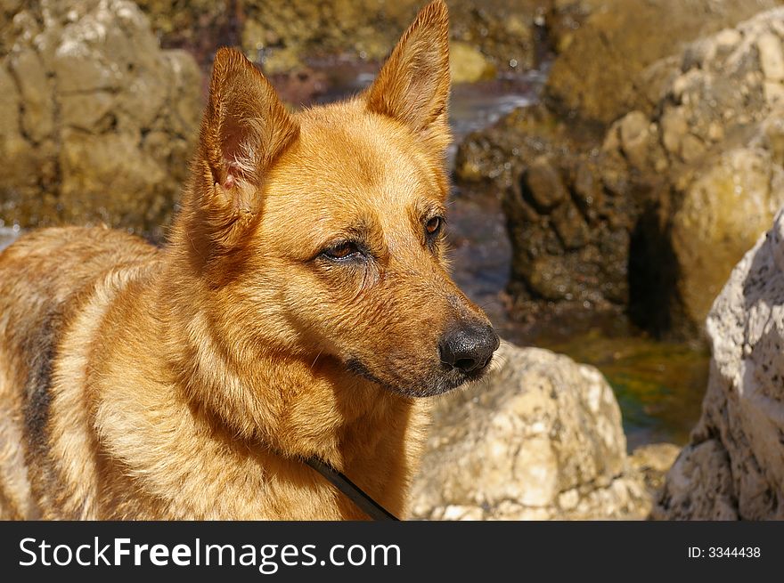 A bright and wet german shepherd