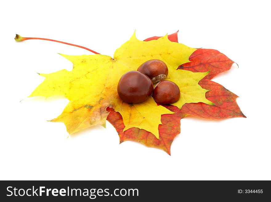 Three chestnuts laying on yellow and orange maple leaves. Three chestnuts laying on yellow and orange maple leaves