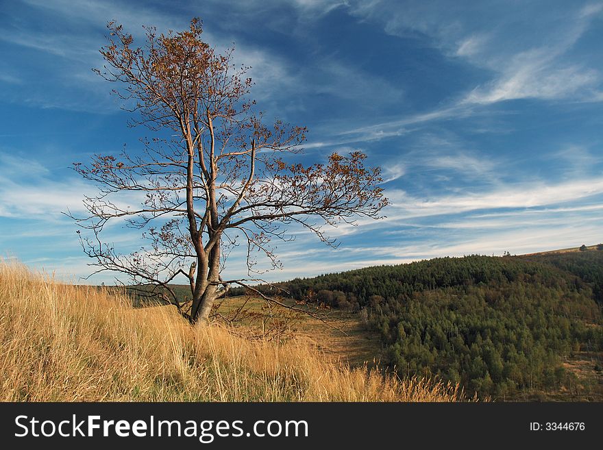 Tree On Meadow