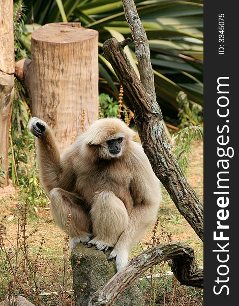 A gibbon sitting on a rock in a zoo.