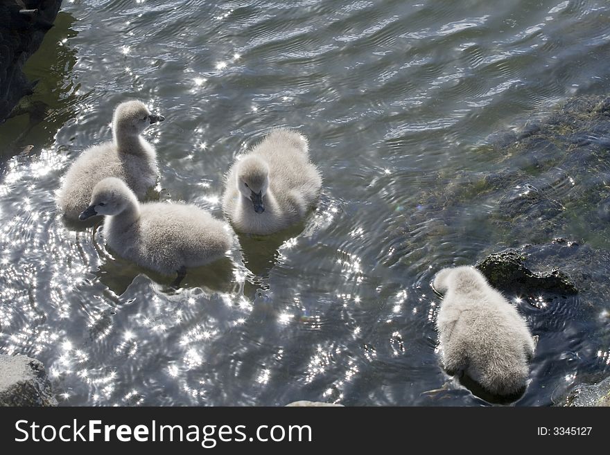 Four Swan Cygnets