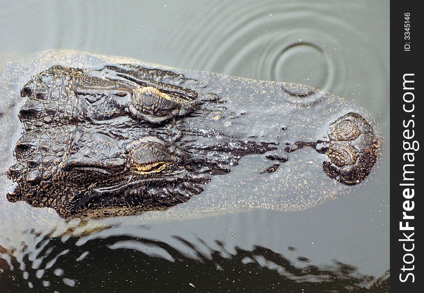 A view looking down on a mostly submerged head of a female alligator as she floats under the surface with only her eyes and nose protruding out of the water. A view looking down on a mostly submerged head of a female alligator as she floats under the surface with only her eyes and nose protruding out of the water.