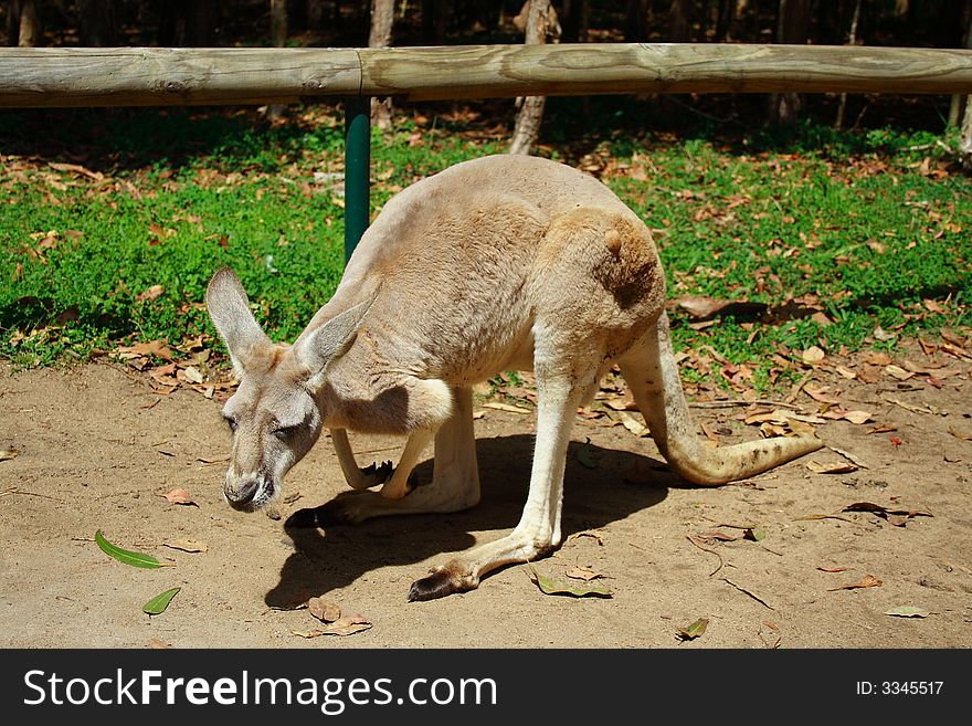 Kangaroo Autralia Farm Queensland Animal