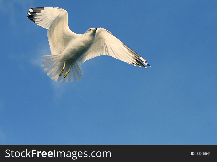 Seagull soaring high in the blue sky