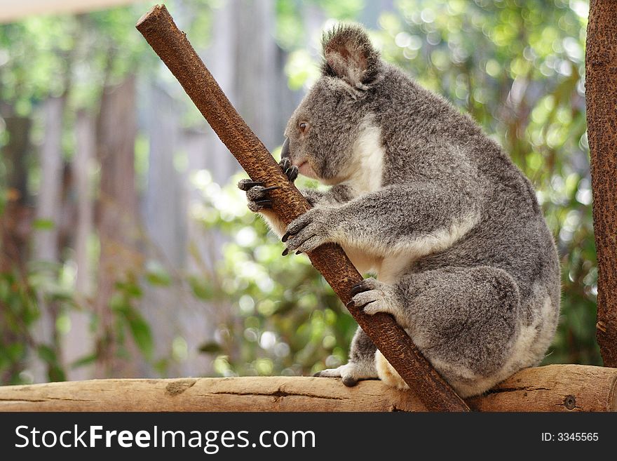 Koala Australia Queensland Farm Cute