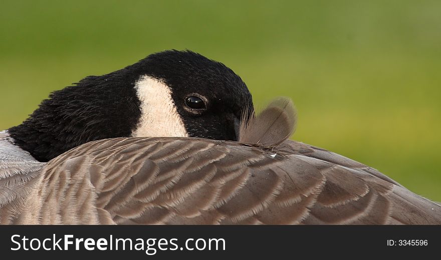 Canada goose shot in california