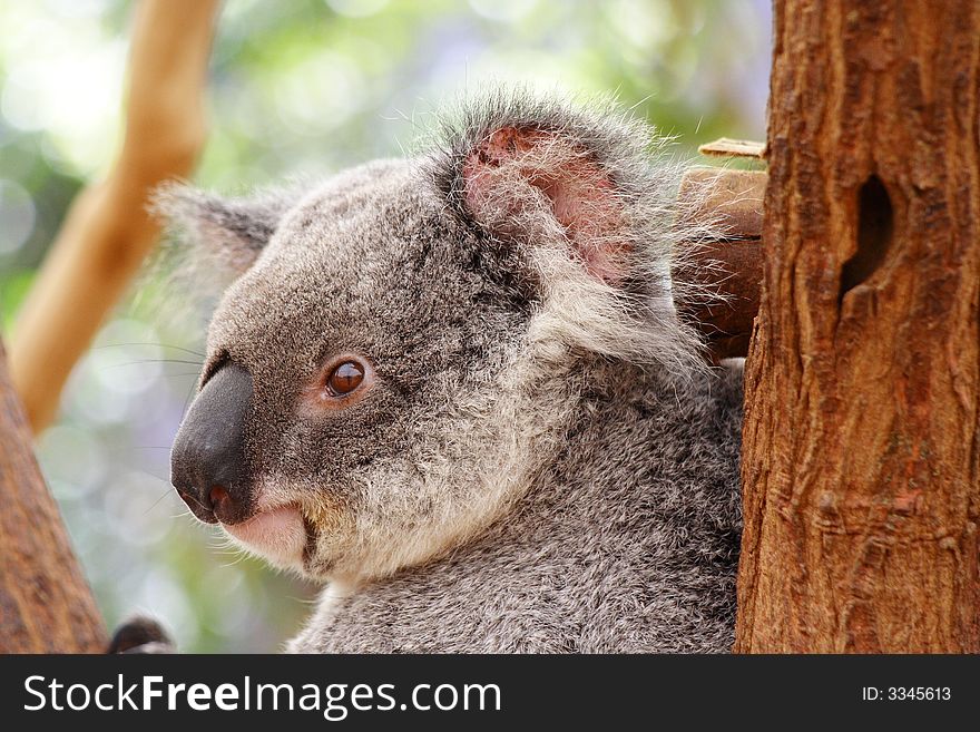 Koala Australia Queensland Farm Cute