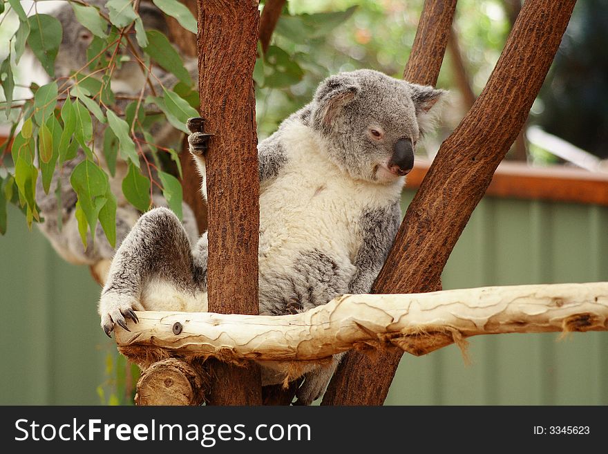 Koala Australia Queensland Farm Cute