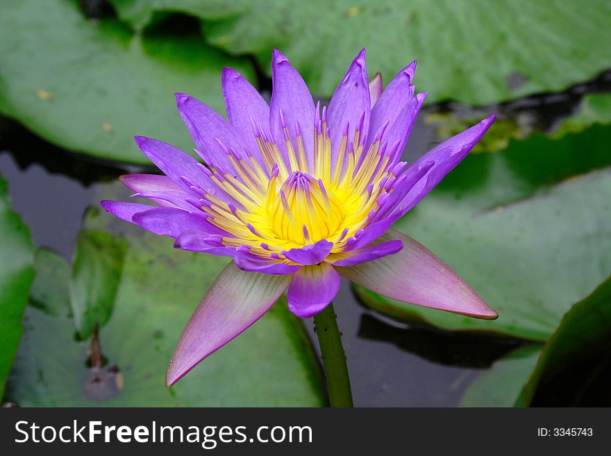 Pure Lotus On The Pond