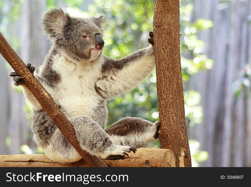 Koala Australia Queensland Farm Cute