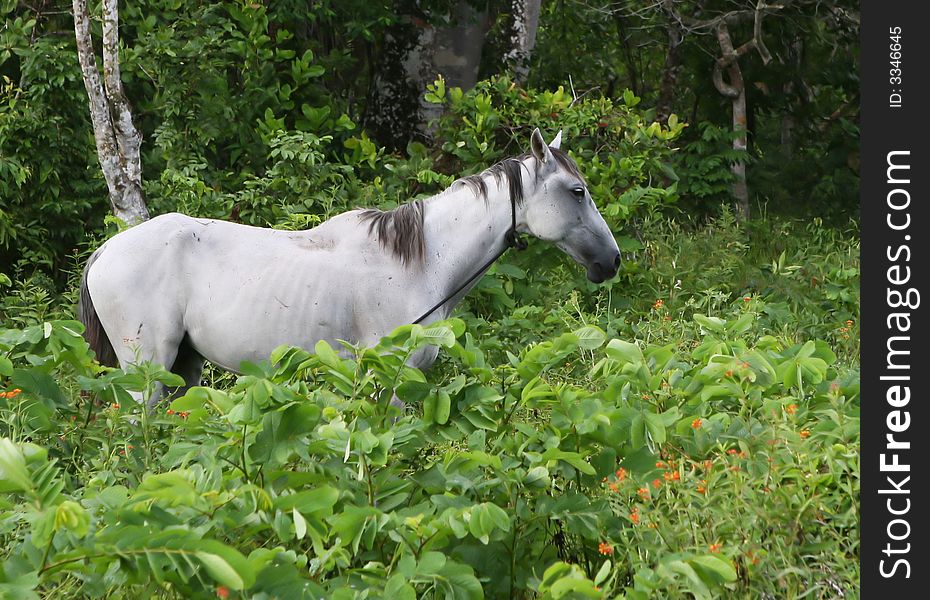 Horse In The Wild