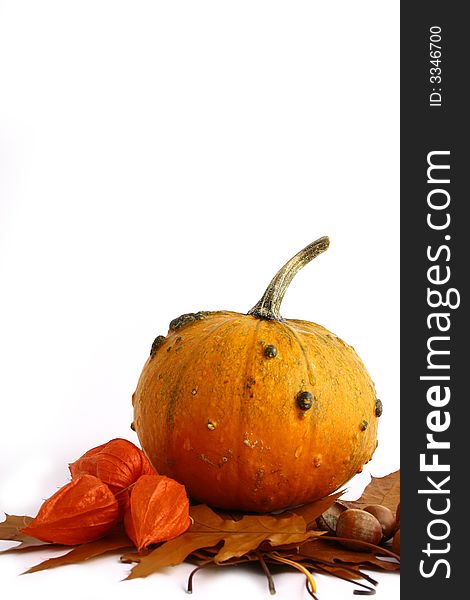 Pumpkins and gourds on isolated on white background with fall leaves frame