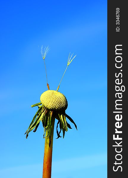 A flower of  dandelion with two last seeds ï¿½ parachutes on  background of the bright blue sky. A flower of  dandelion with two last seeds ï¿½ parachutes on  background of the bright blue sky.