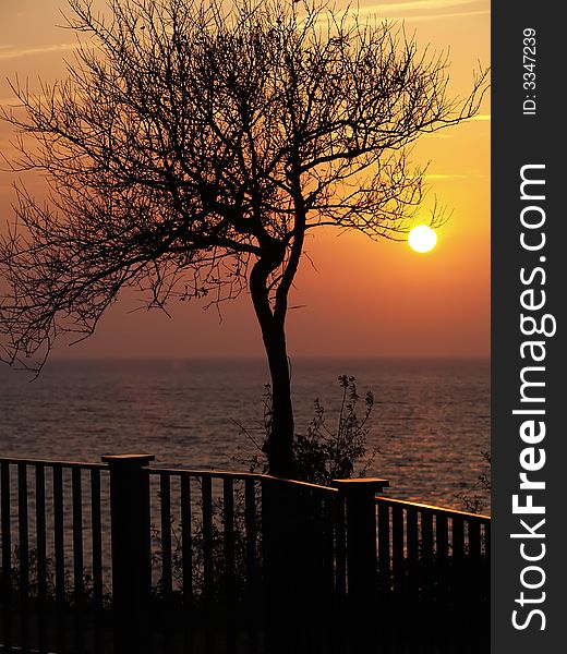 Silhouette of the tree in front of sunset