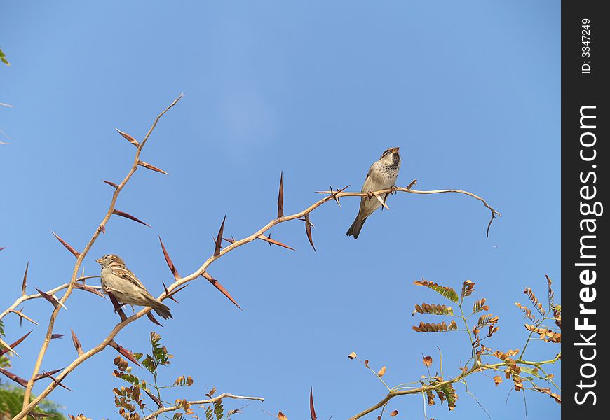 Two sparrows perched on a acacia twig