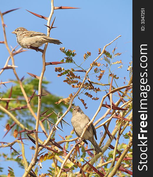 Two sparrows perched on a acacia twig