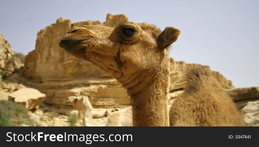 Camel in sede boker desert