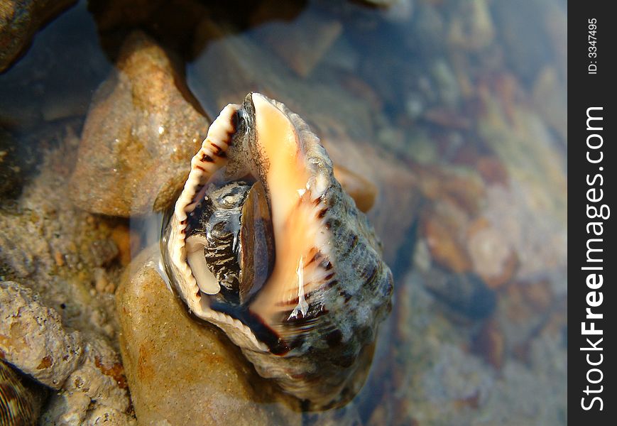 It is a so beautiful conch. i find it at the 	
Beachã€‚See more my images at :) http://www.dreamstime.com/Eprom_info