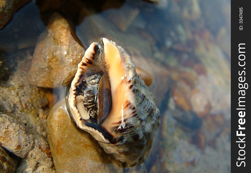 Conch