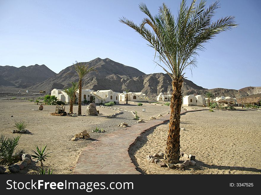 Palm trees on beach resort, red sea sinai, egypt