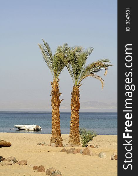 Palm trees on beach resort, red sea sinai, egypt