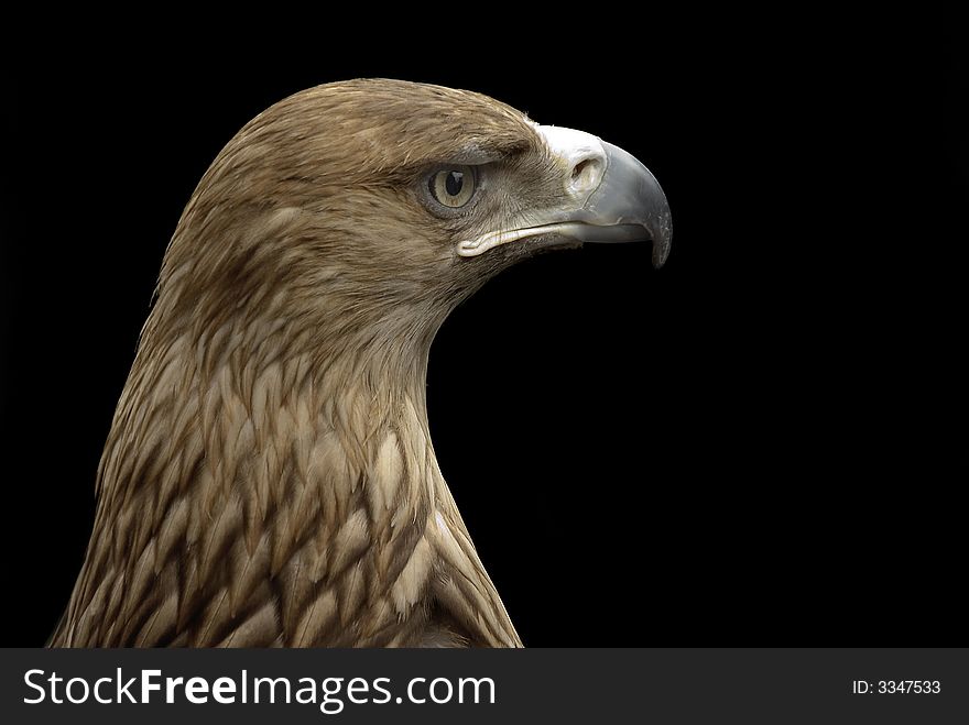 Eagle on the black background