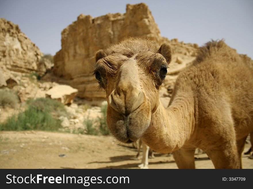 Camel in sede boker desert, israel