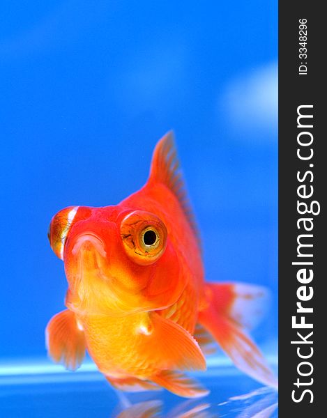 Dragon Eye goldfish with blue background