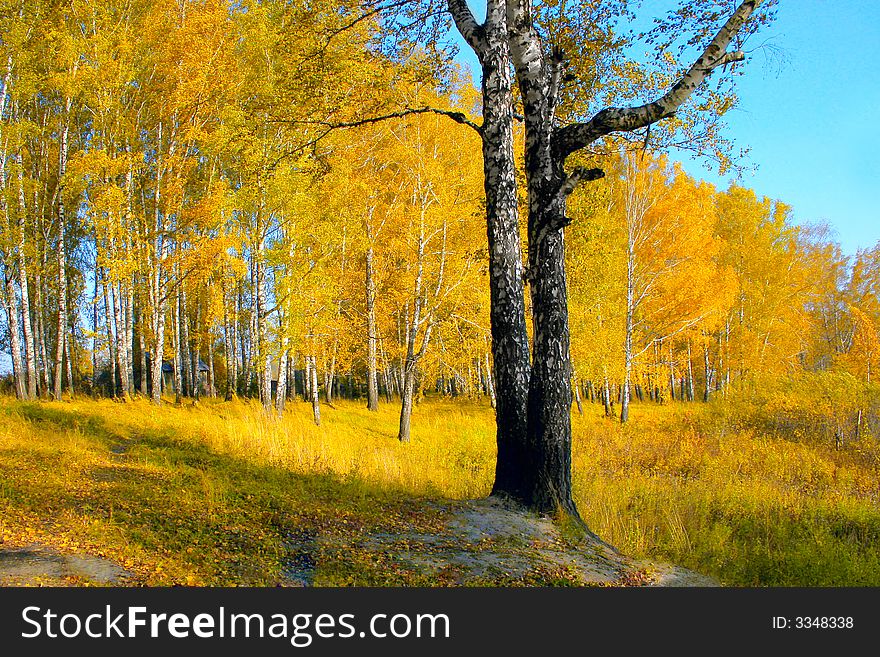 Autumn forest in the evening golden sun light